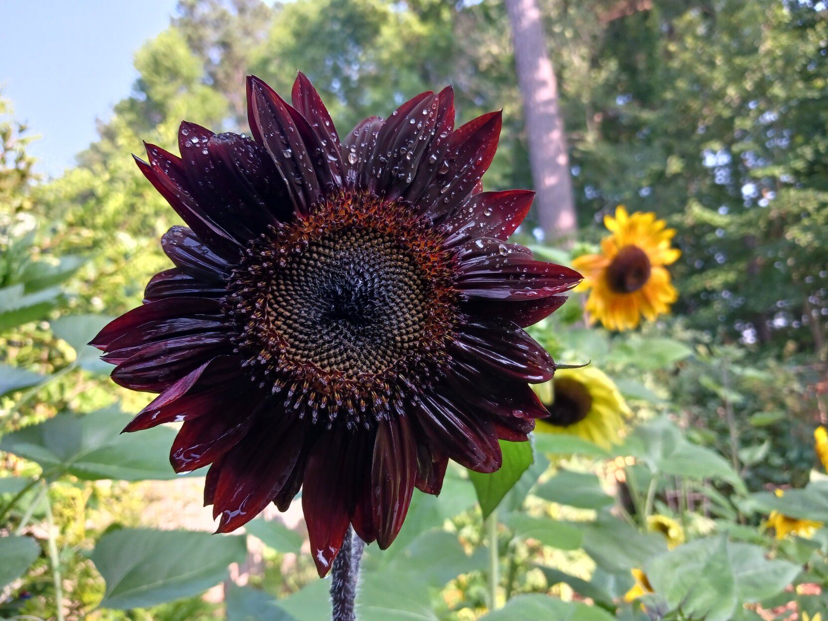 Strikingly dark red sunflower that looks almost black with raindrops on the petals.