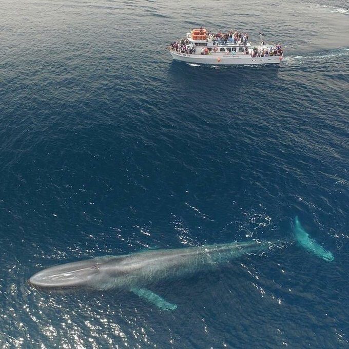 A Blue Whale in the water near a whale watching boat