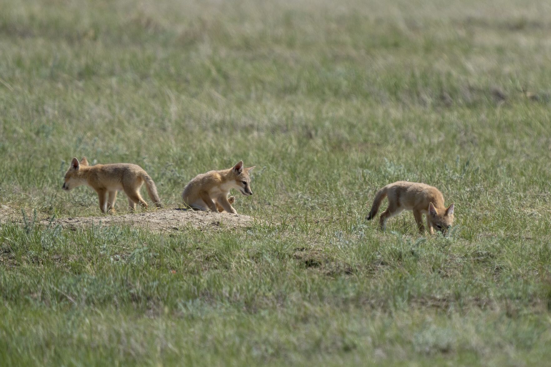 Three swift fox kits playing near their den. The grass looks rather scorched from the sun and it seems to be a hot day.
