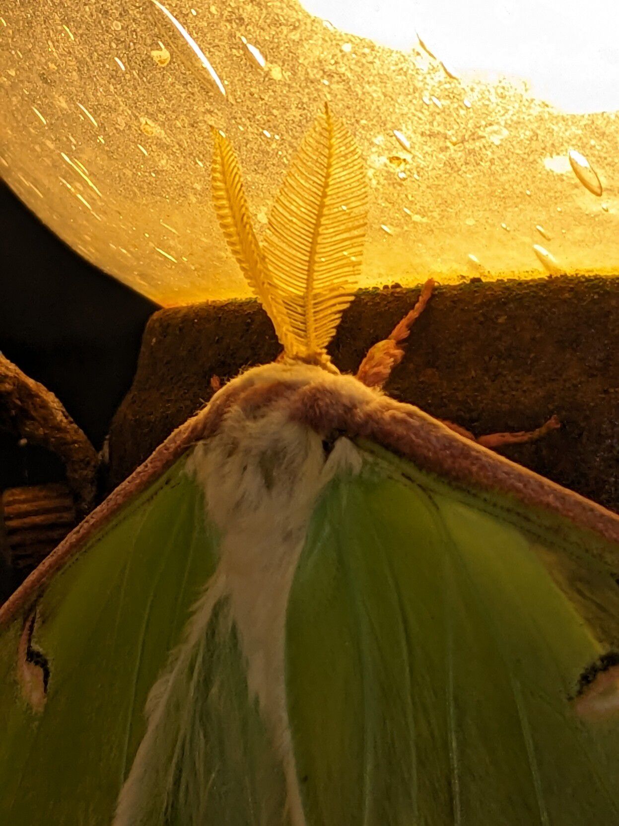 Luna moth from the back
