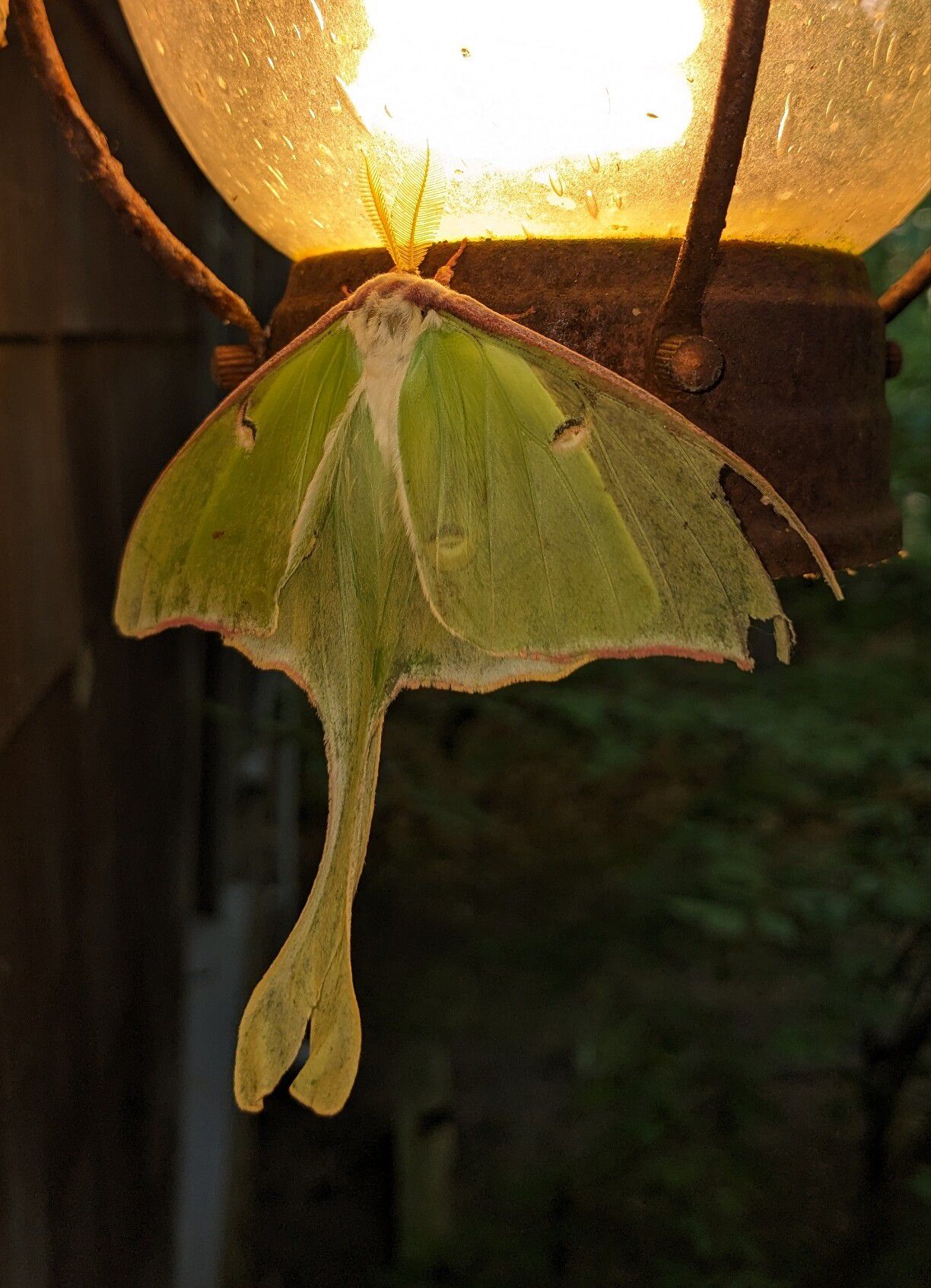 Luna moth from the back, with slightly tattered/nibbled wing.