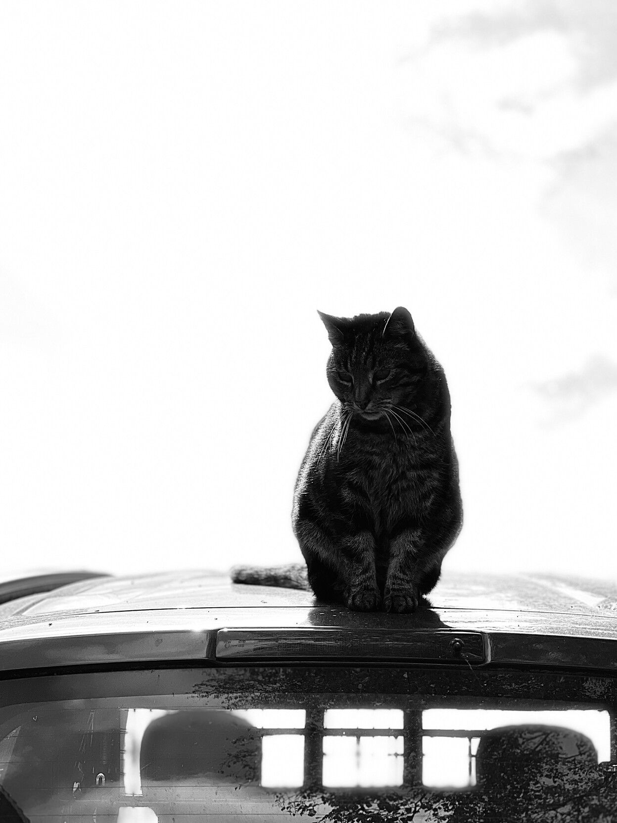 Schwarz-weiß: eine getigerte Katze sitzt auf einem Autodach. Der Hintergrund ist komplett weiß.